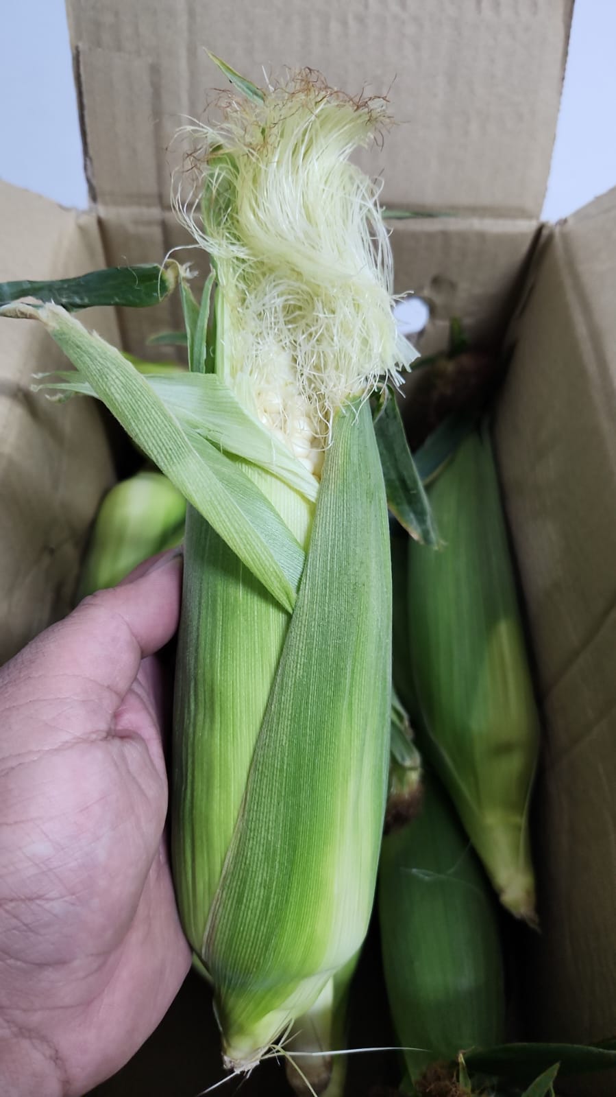 Excess AA white Corn 1 pcs