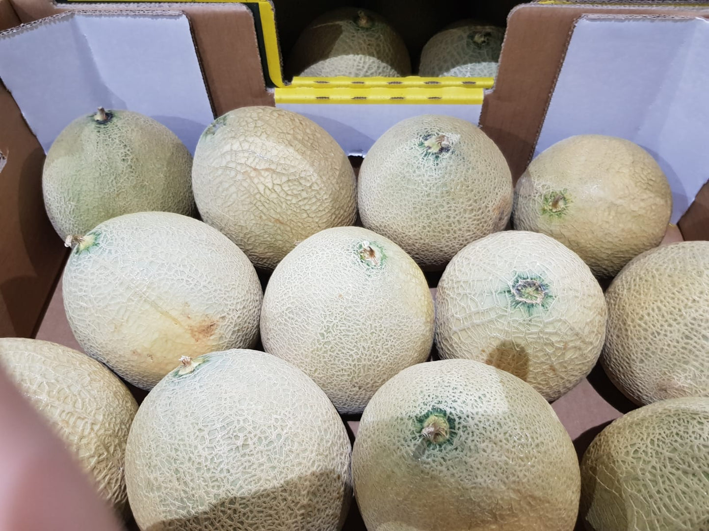 Ugly Australia Rockmelon 1pcs (Scarring)