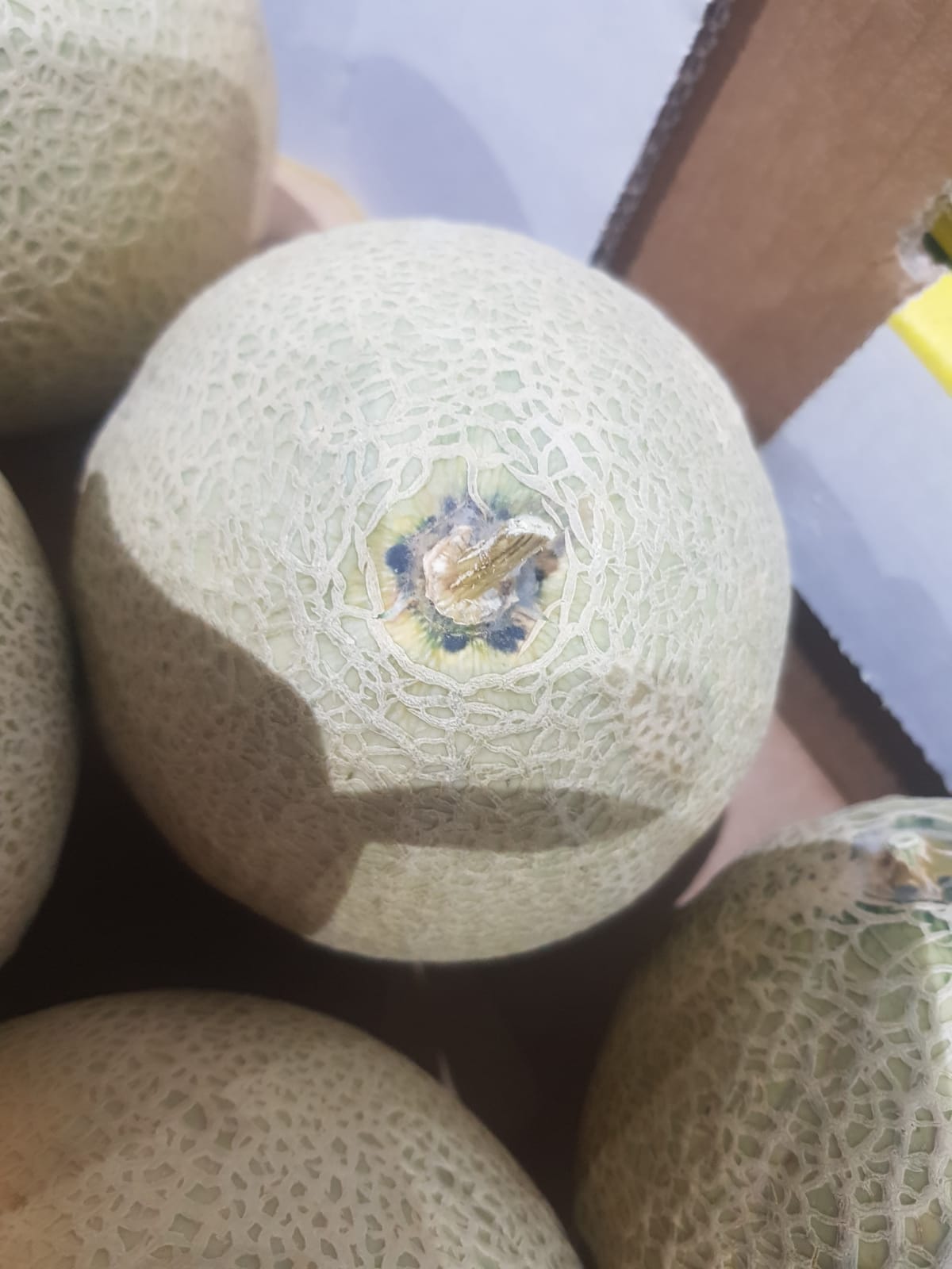 Ugly Australia Rockmelon 1pcs (Scarring)