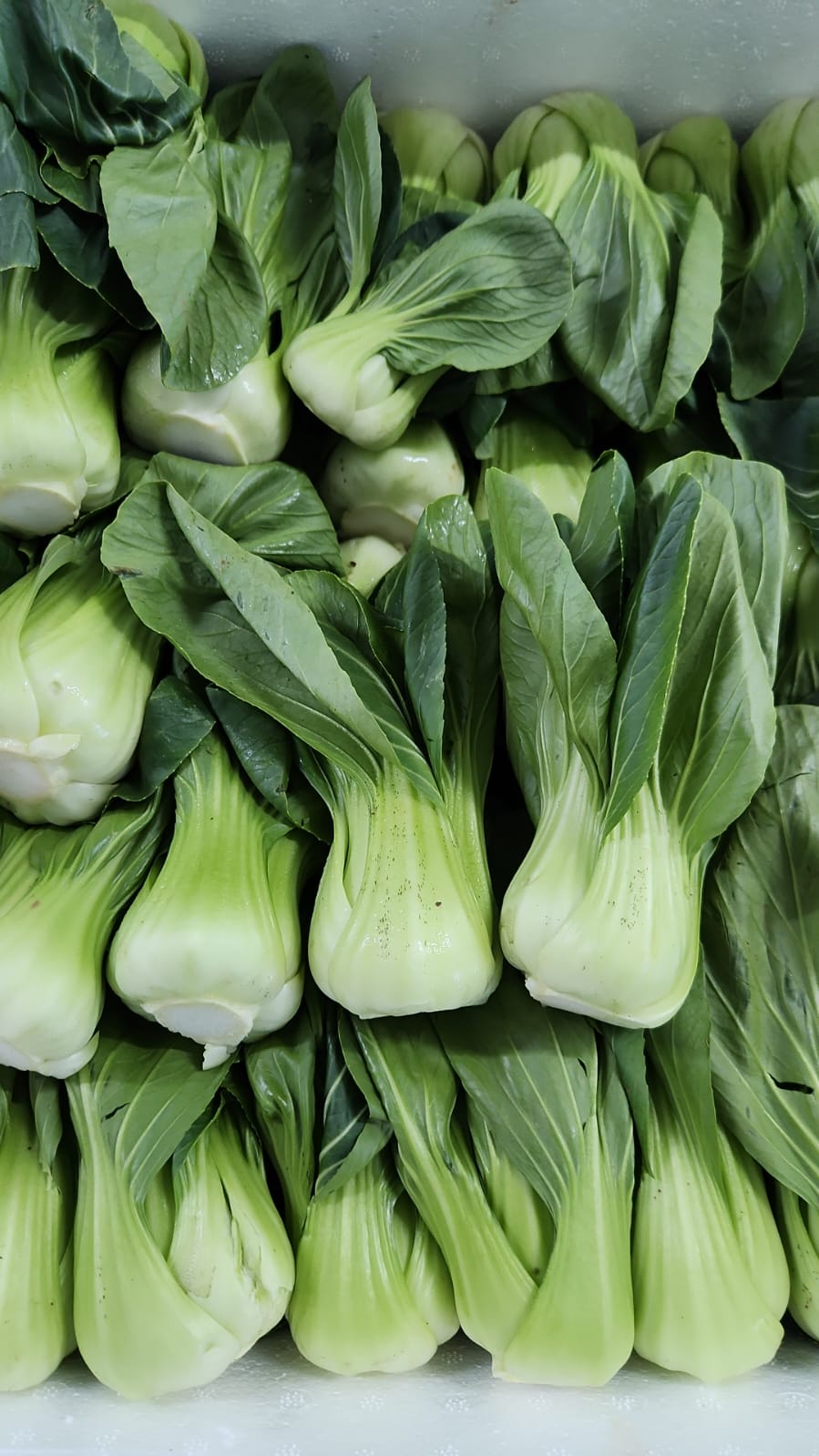 Excess Malaysia chinese vegetable bundle ~ 3 type of vegetables