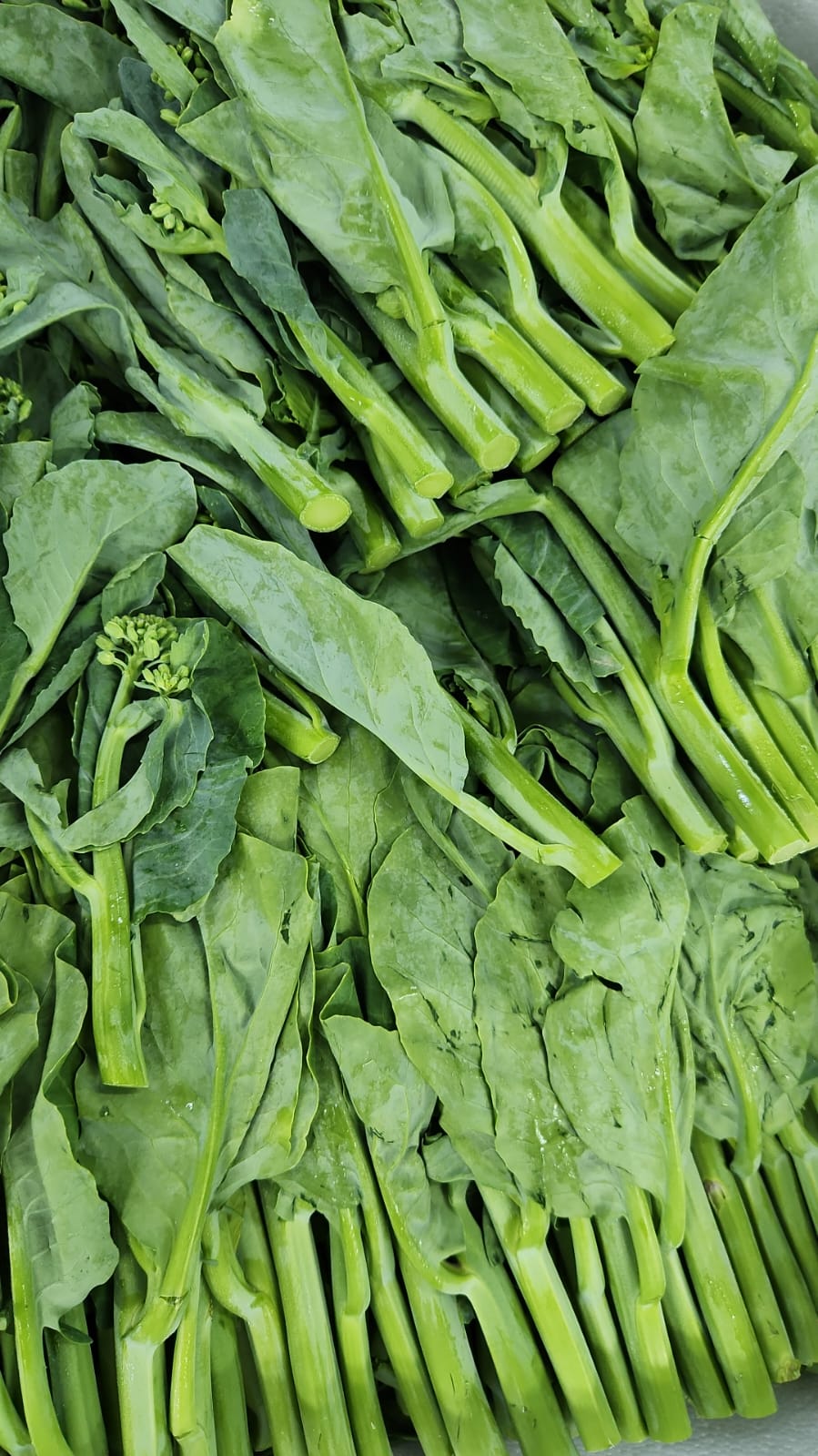 Excess Malaysia chinese vegetable bundle ~ 3 type of vegetables