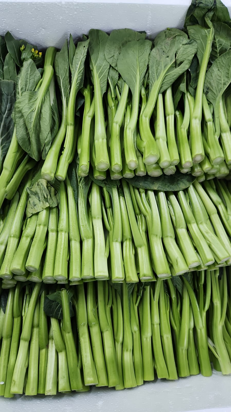 Excess Malaysia chinese vegetable bundle ~ 3 type of vegetables