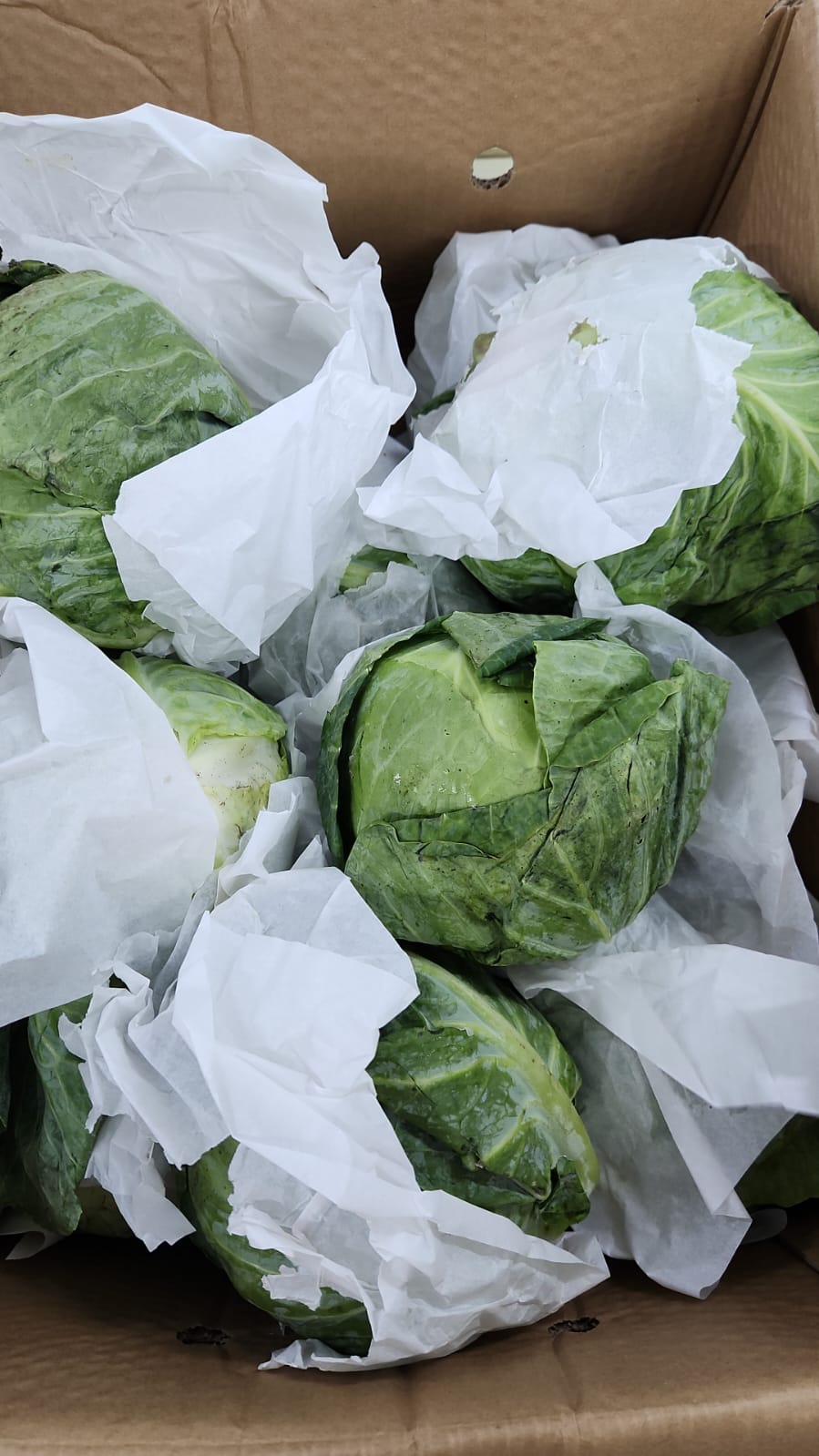 Excess Malaysia chinese vegetable bundle ~ 3 type of vegetables