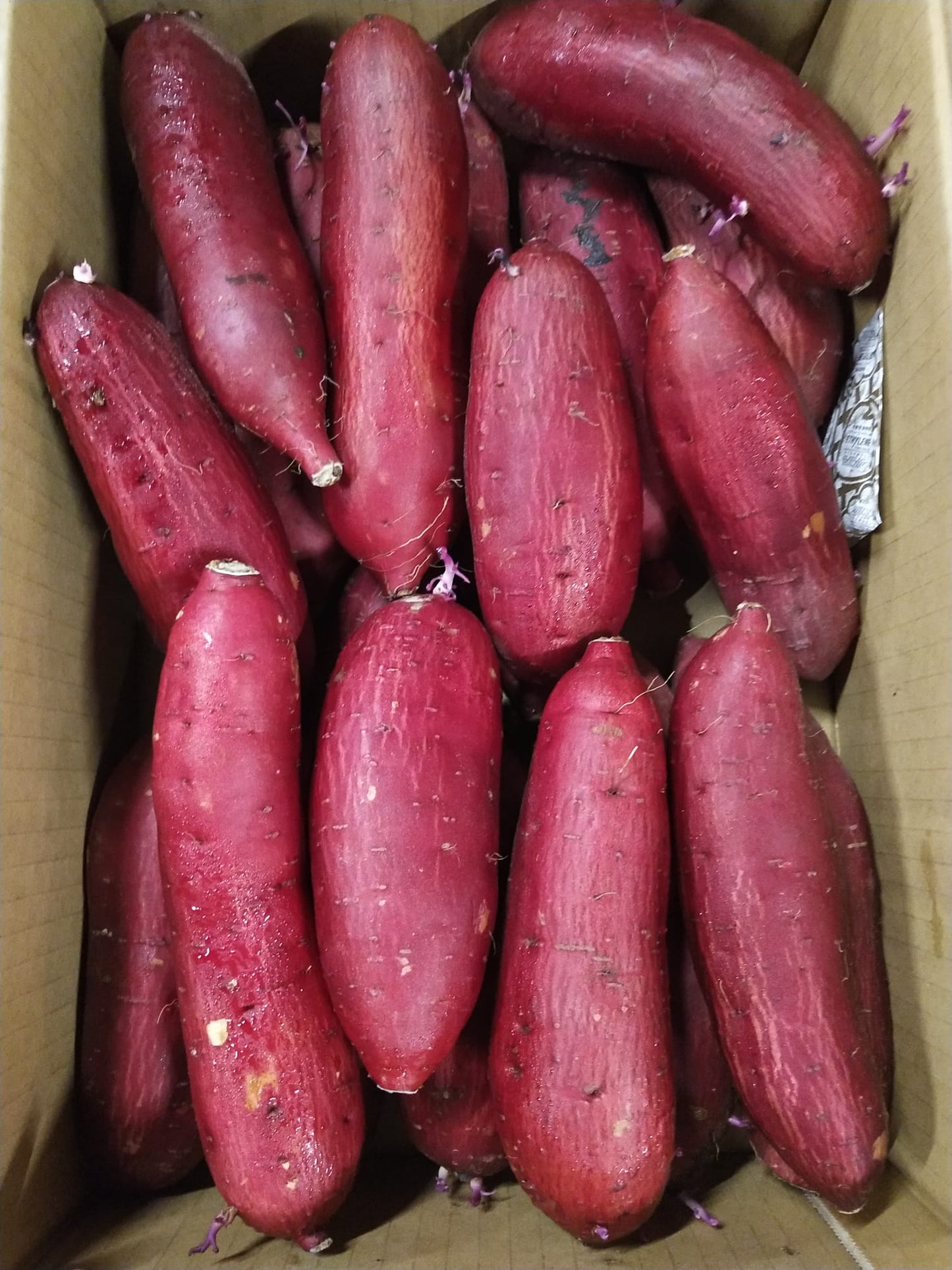 Ugly Silk Sweet Sweet Potato japanese yellow~ 500g