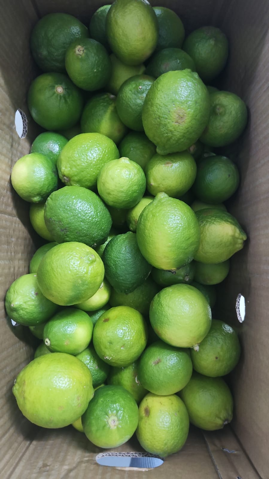 Ugly Lime 500g (scarring) (4-5pcs)