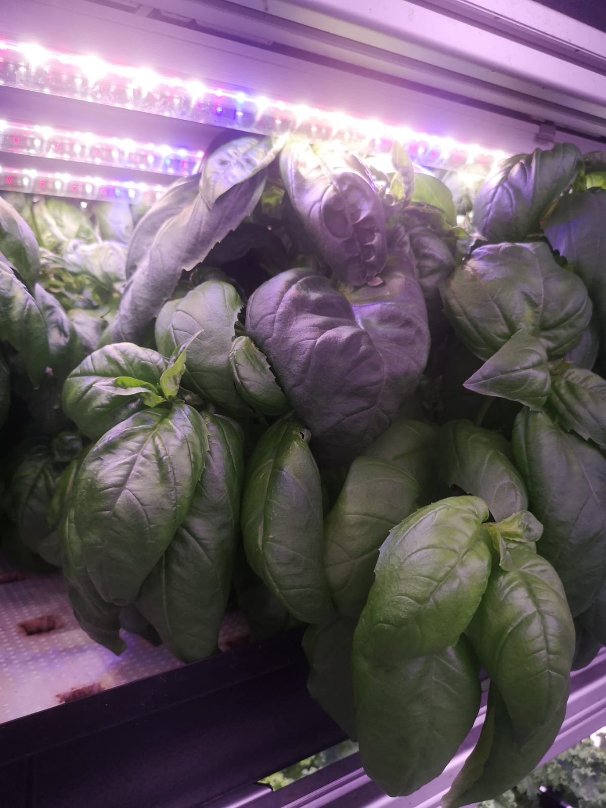 Excess Basil Genovese ~ 50g (singapore)(non pesticide)