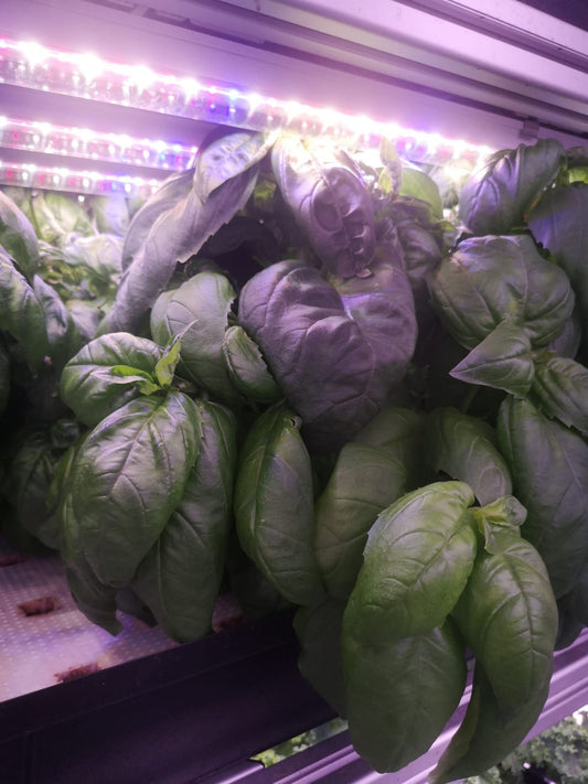 Excess Basil Genovese ~ 50g (singapore)(non pesticide)
