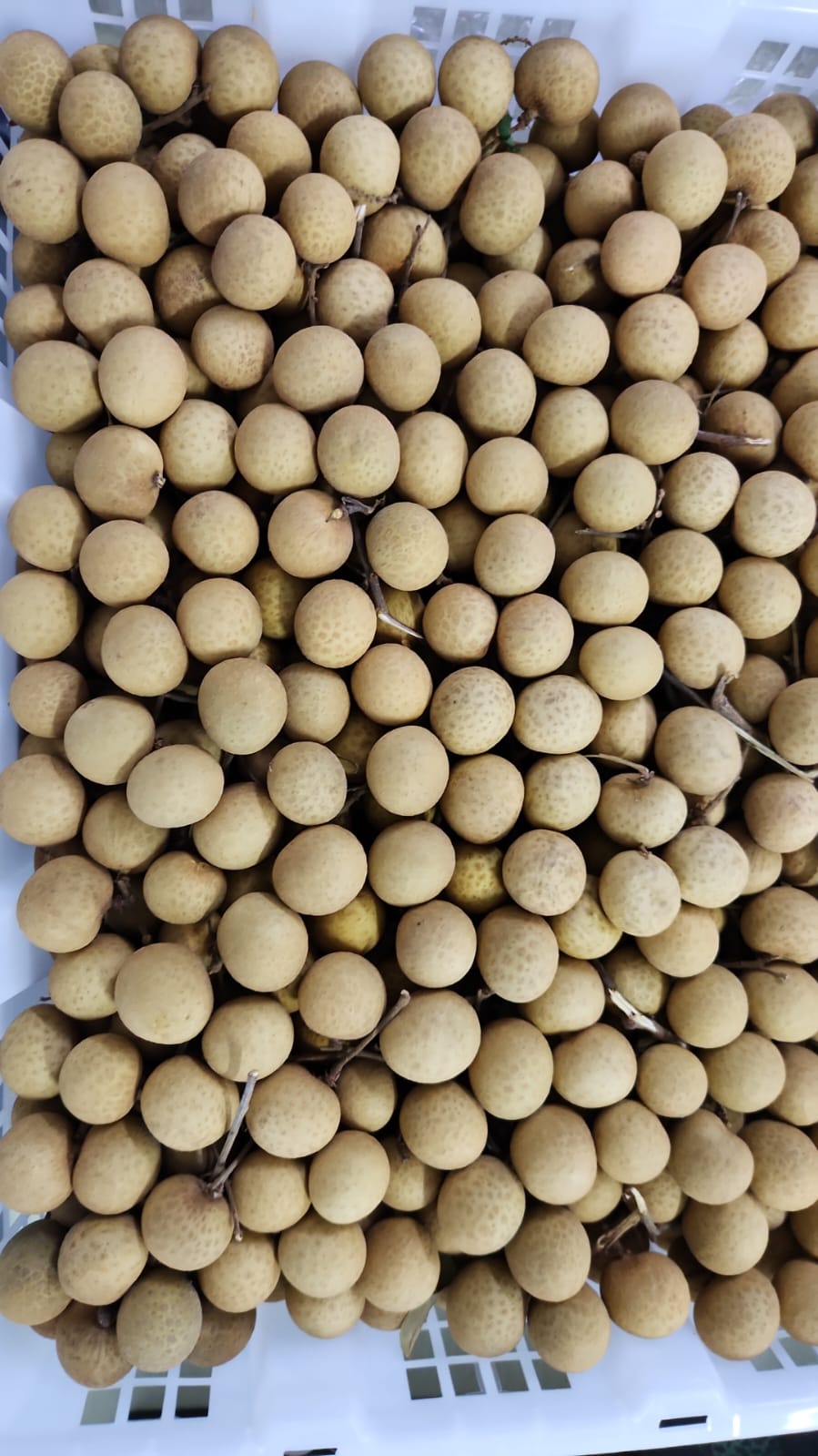 Excess Thai Longan - 500g