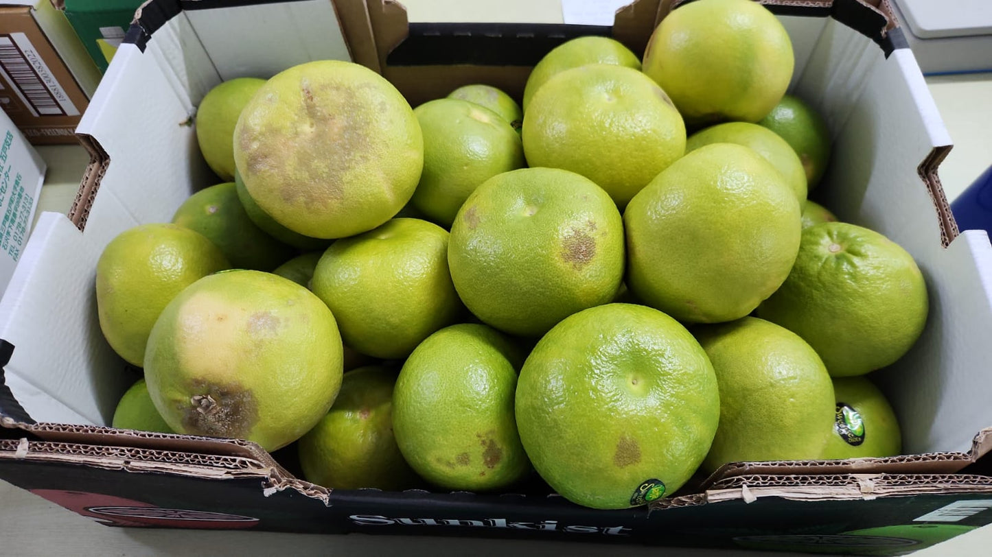 Ugly SA PInk Pomelo 1 pcs ~450g