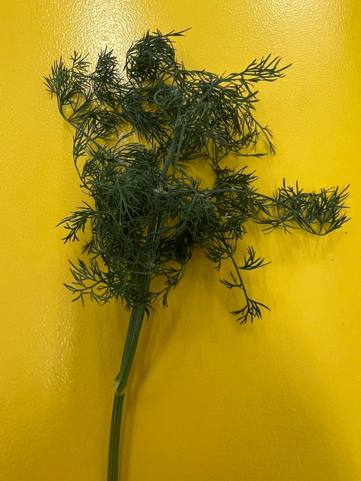 Excess Dill ~ 50g (singapore)(non pesticide)