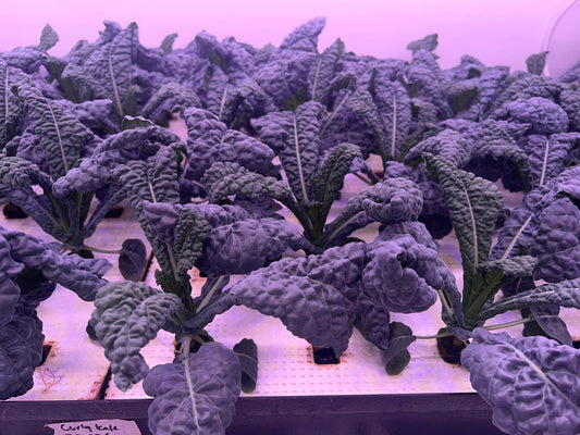 Excess Black Kale ~ 100g (singapore)(non pesticide)
