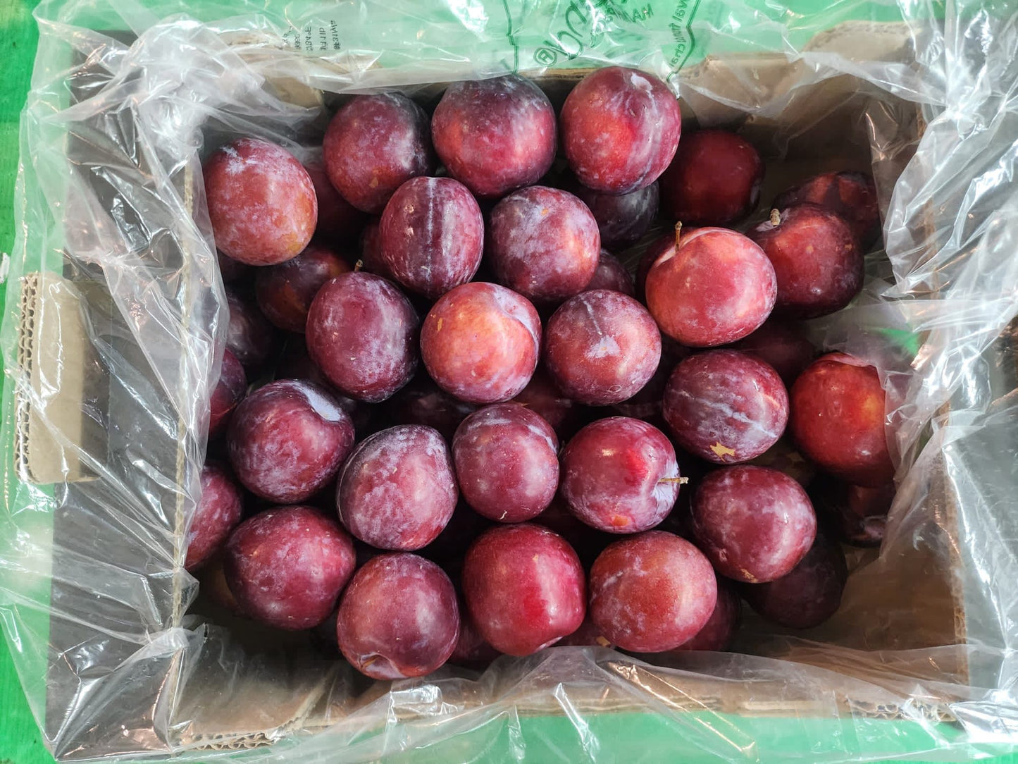 Excess Flavour Fall Plum (dino egg) (spain) - 500g