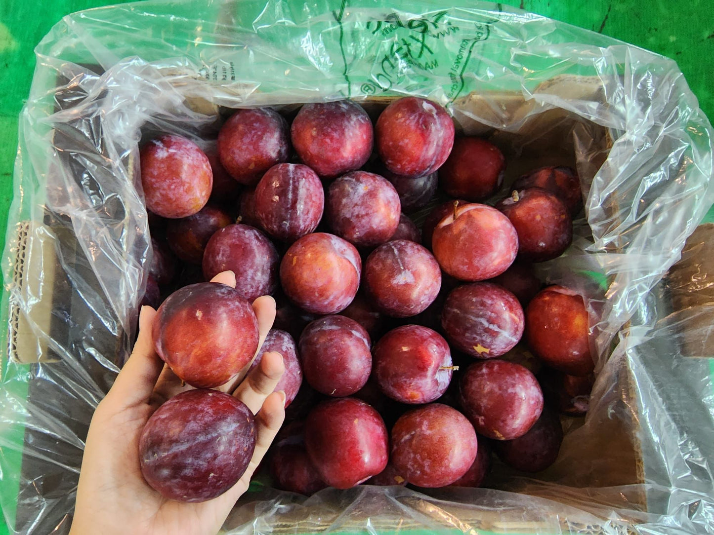 Excess Flavour Fall Plum (dino egg) (spain) - 500g