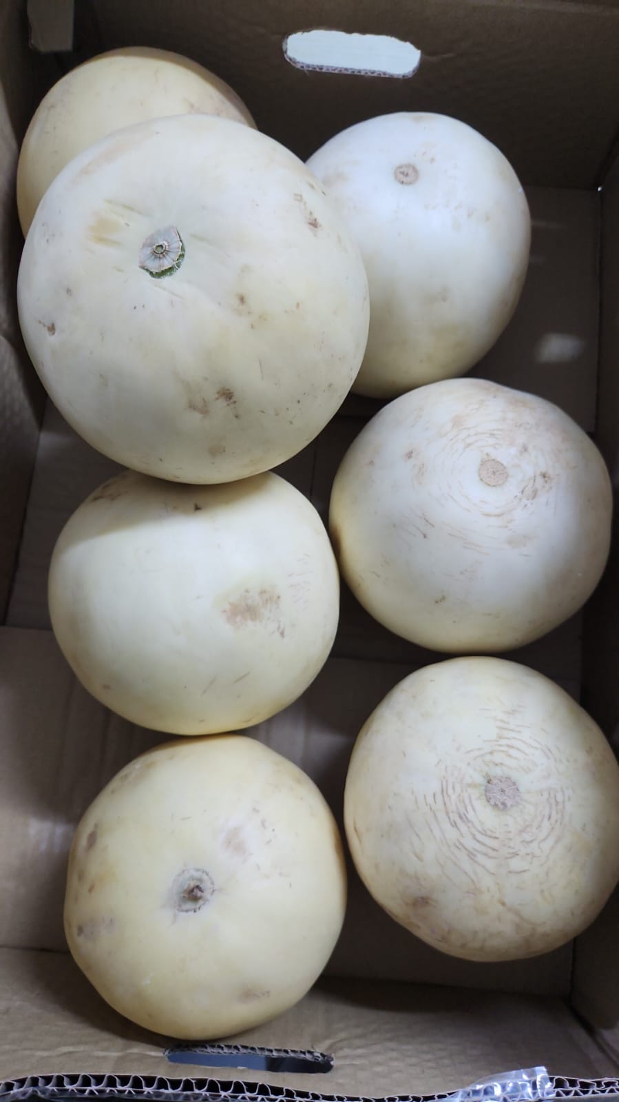 Ugly Malaysia Honeydew 1pcs (Scarring) 2kg