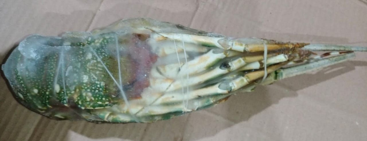 Excess whole Bamboo Lobster (500g to 700g)