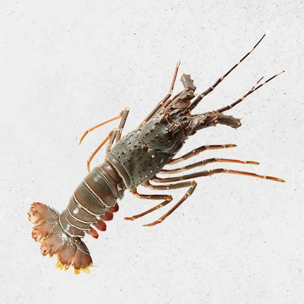 Excess whole Bamboo Lobster (500g to 700g)