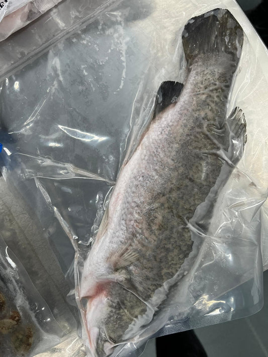 Frozen Seabass 600-700g.