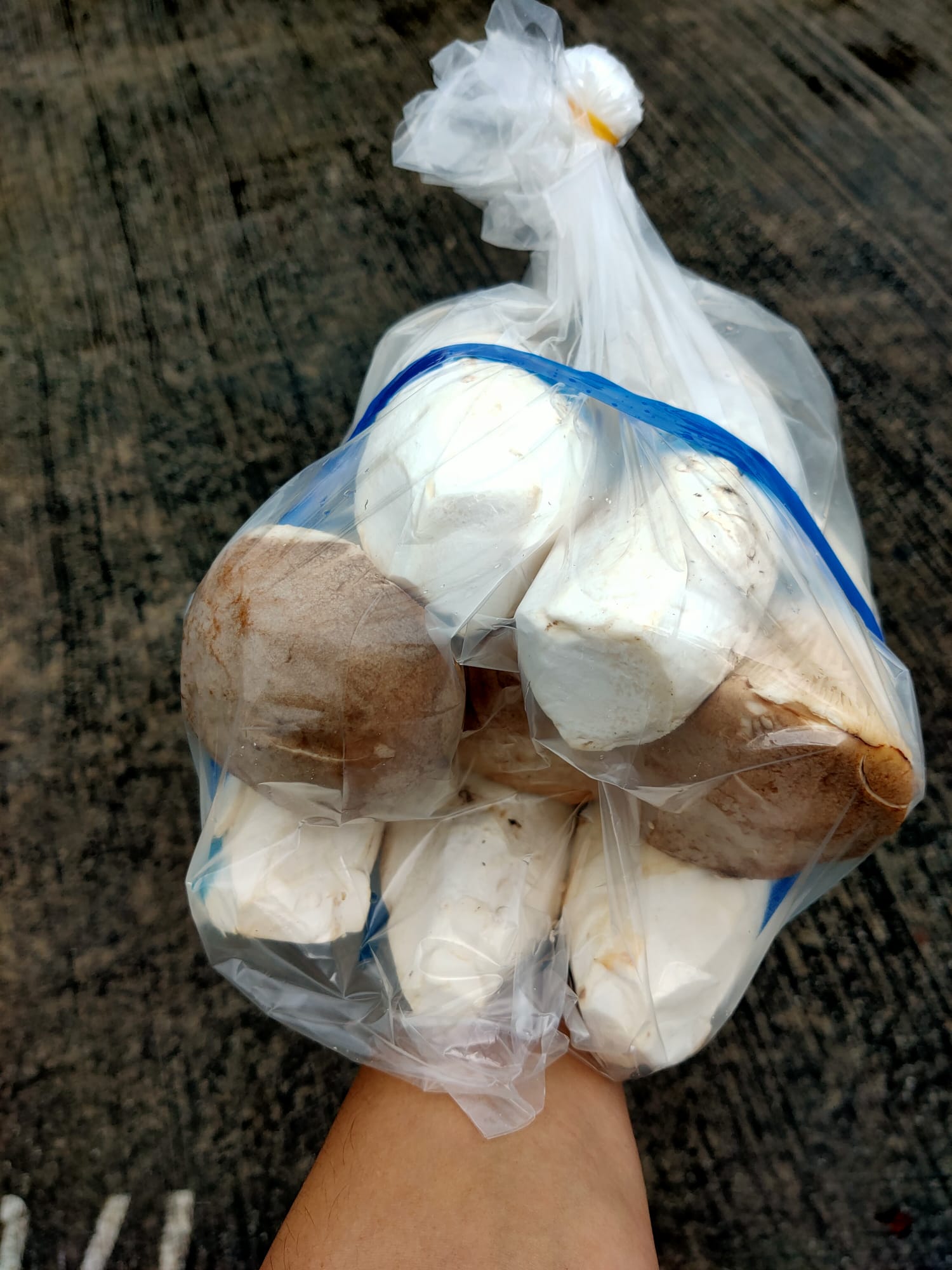 king oyster mushroom ~ 300g (Malaysia).