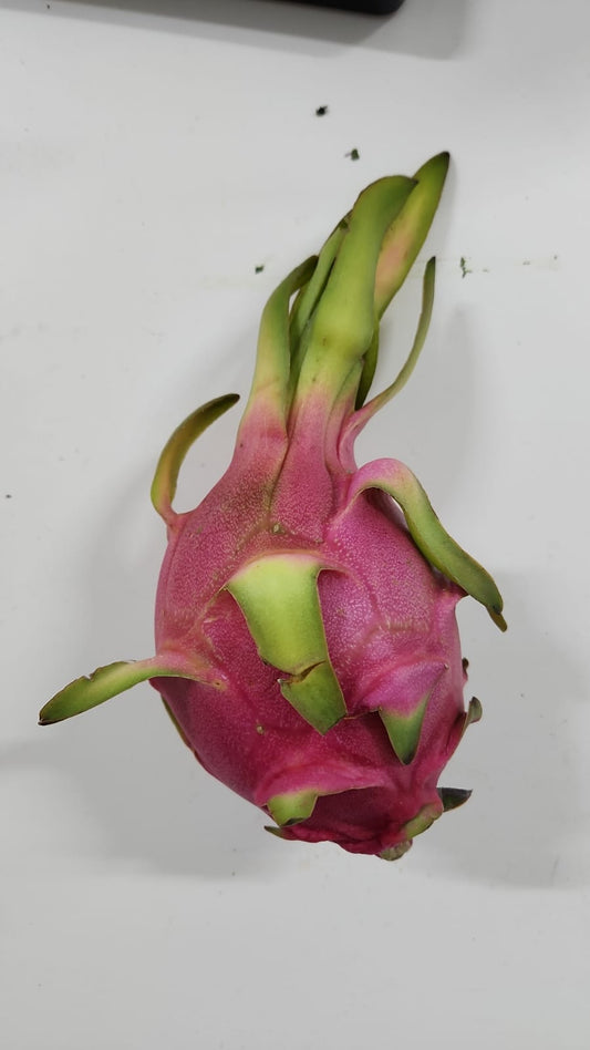 white dragonfruit 2 pcs(vietnam)