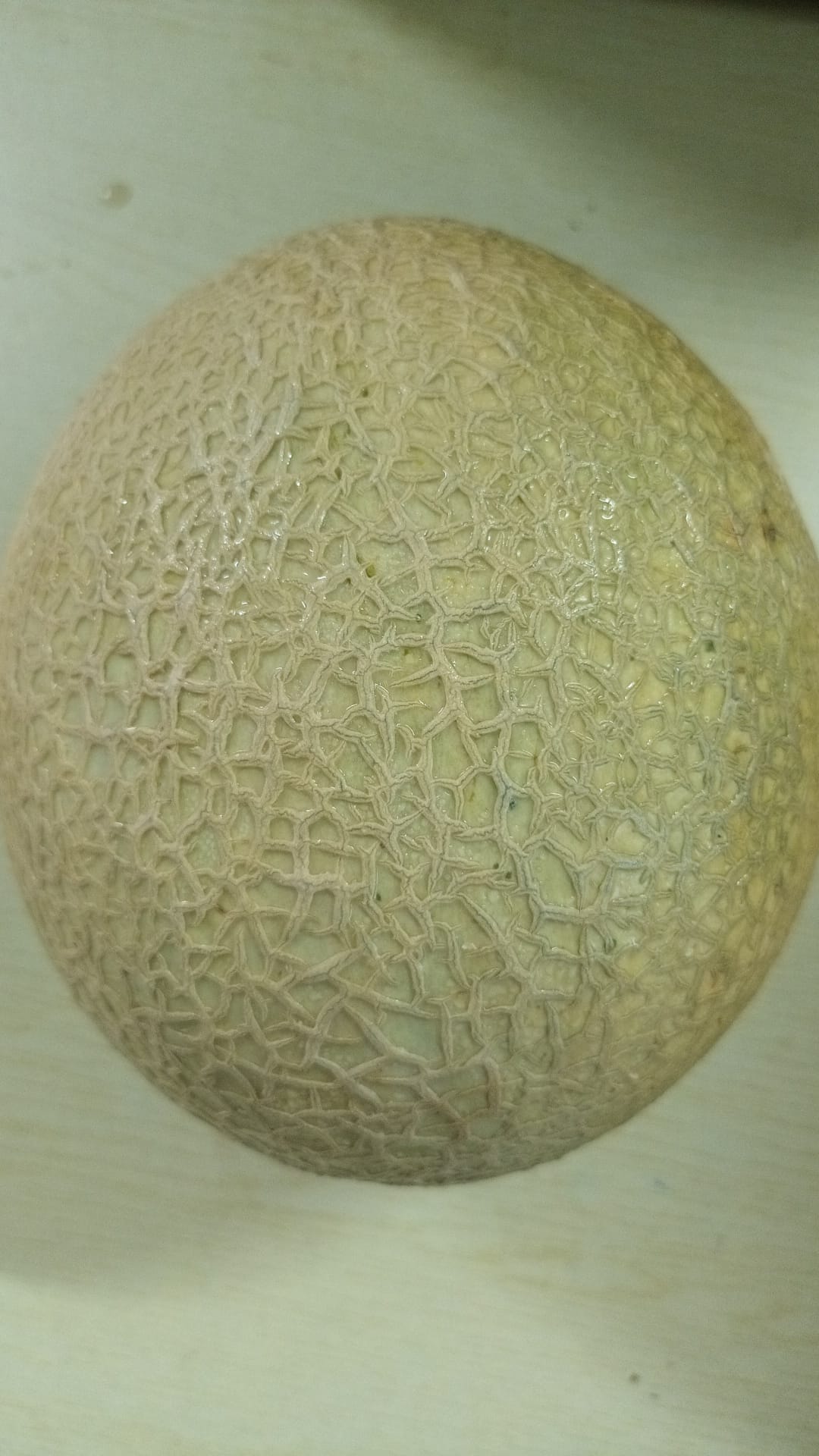 Ugly Australia Rockmelon 1pcs (Scarring)