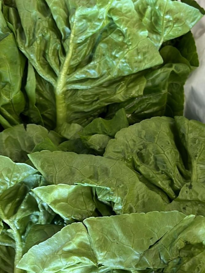 Excess Romaine Lettuce ~400g to 500g (Cameron)