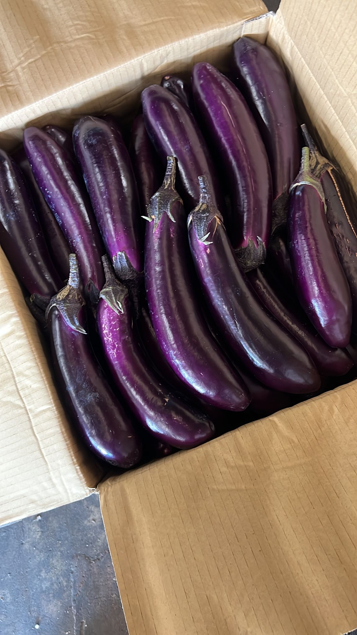 Excess Local Eggplant ~ 1kg (Malaysia)
