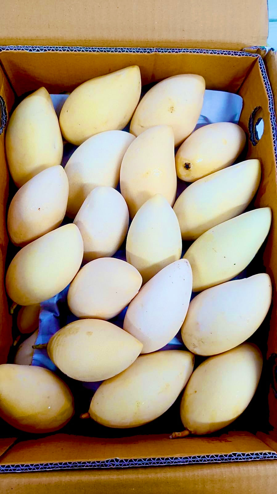 Thailand honey mango [2pcs]