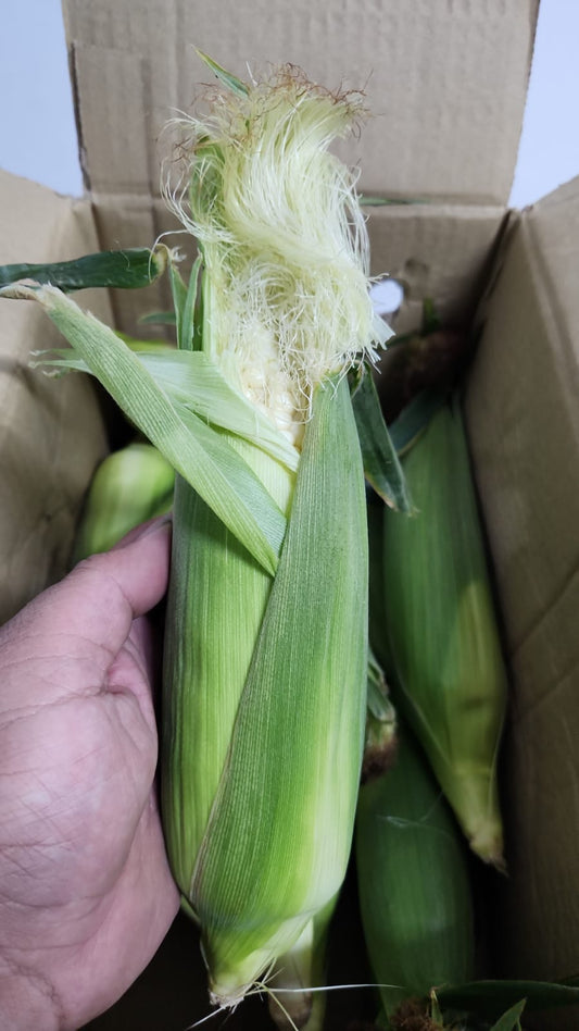 Excess AA white Corn 1 pcs