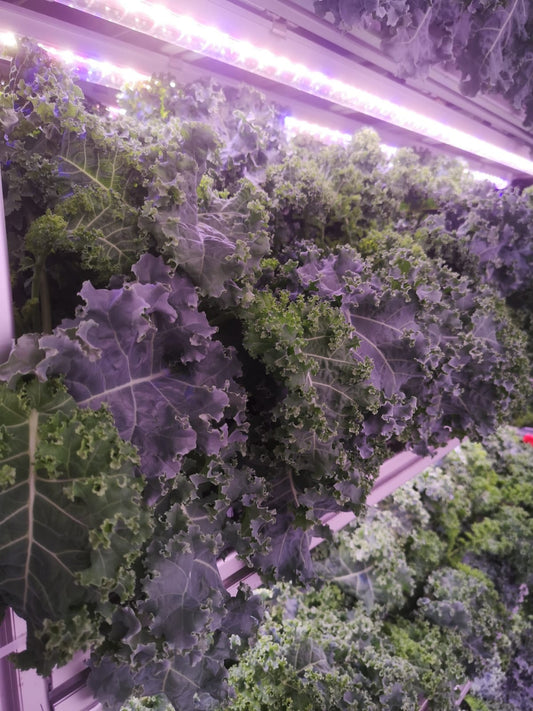 Excess Kinky Curly Kale ~ 100g (singapore)(non pesticide)