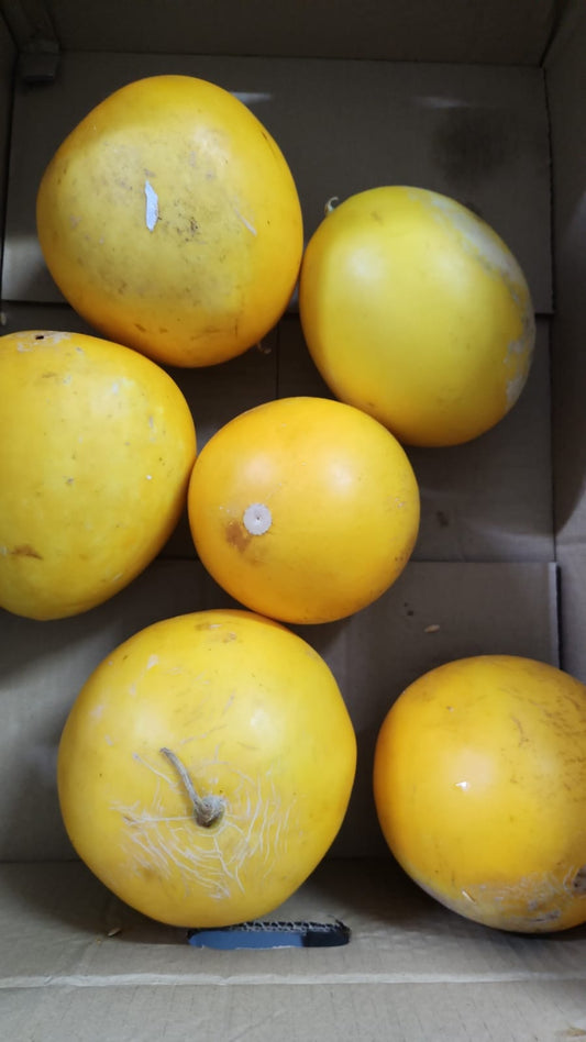 Ugly Australia Yellow Melon 1pcs (Scarring) 1.4kg