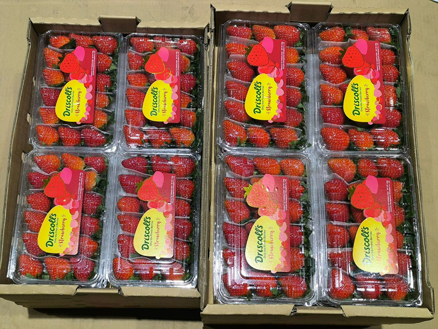 Excess China Driscoll Strawberry 250g(Taste like Korean Strawberry)