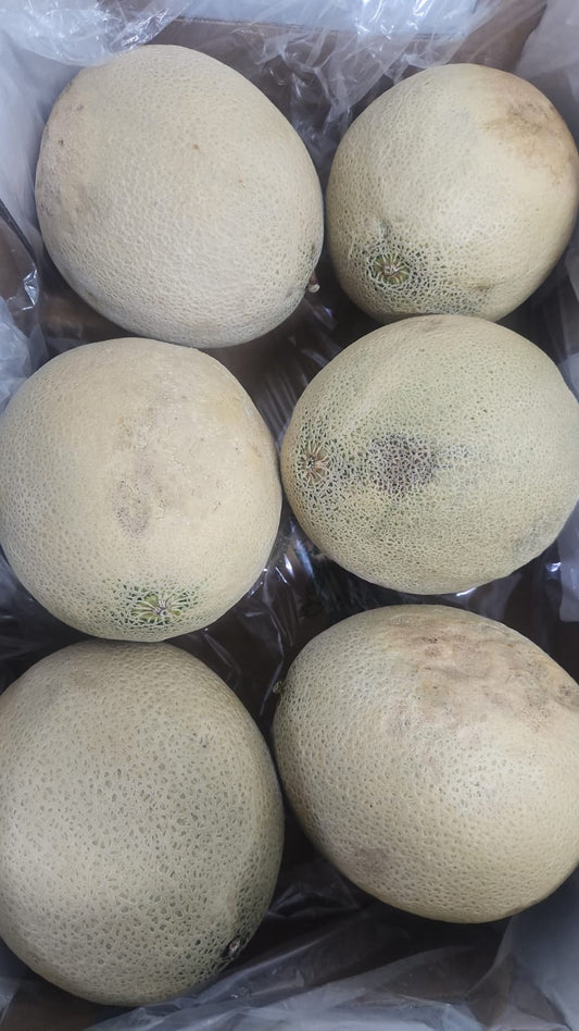 Ugly Australia Rockmelon 1pcs (Scarring)