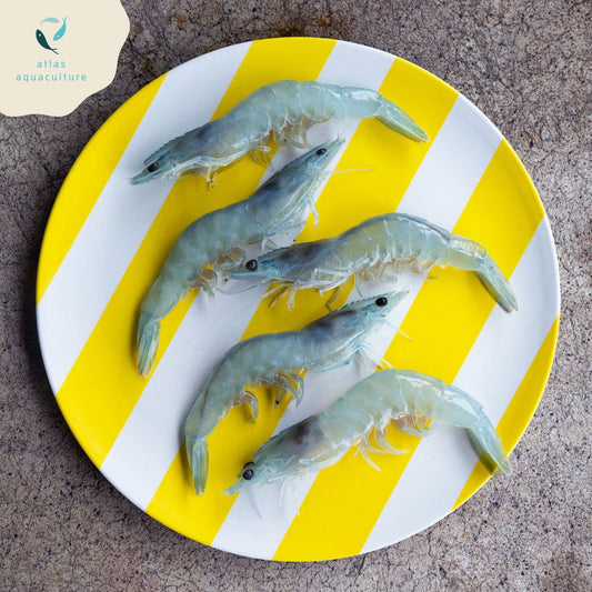 Fresh Vannamei Prawn 500g (each prawn 30g up)