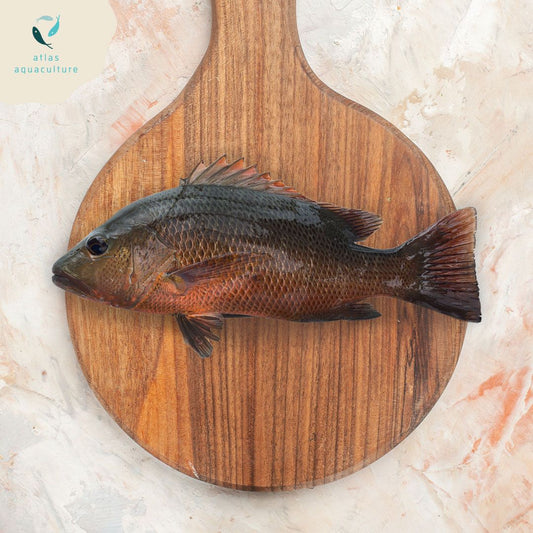 Fresh Mangrove Red Snapper 1kg - 1.2kg ( Clean and gutted) (butterfly Boneless)