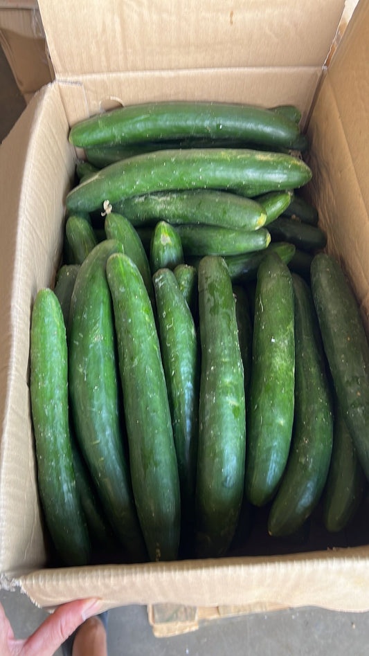 Excess japanese cucumber ~ 500g (Malaysia)