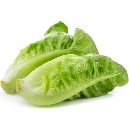 romaine lettuce ~ 500g (Malaysia)
